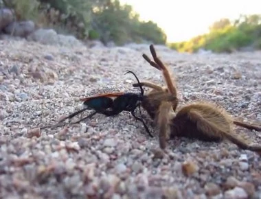 Η απόλυτη μάχη επιβίωσης: «Ταραντούλα-γέρακι» εναντίον σφήκας! (βίντεο)